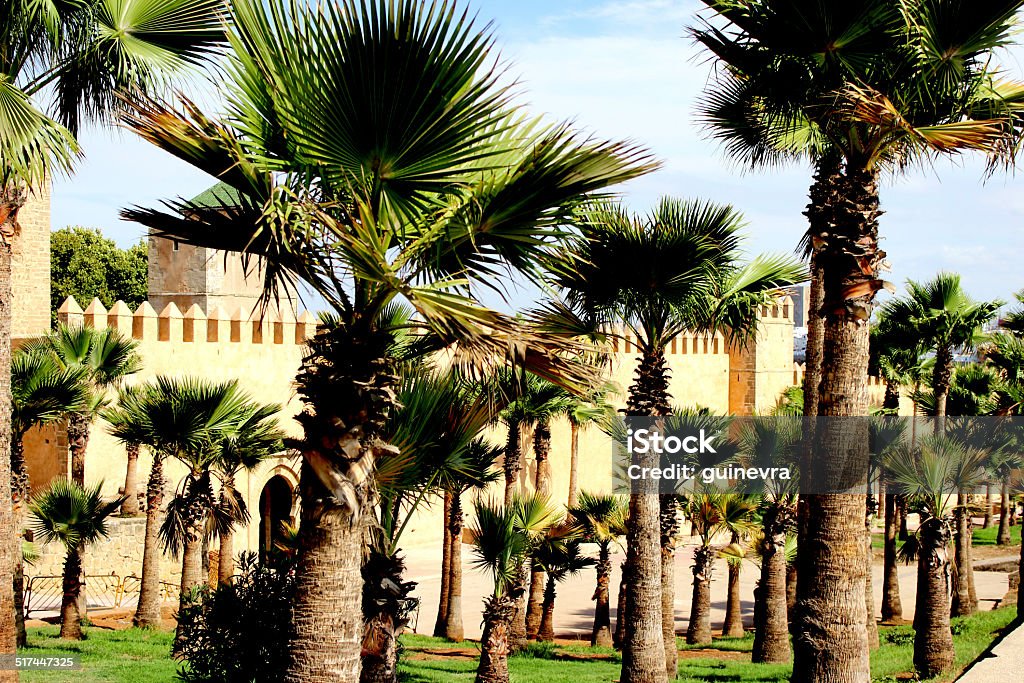 Morocco Rabat Palm Tree Stock Photo