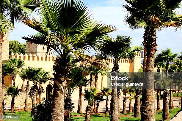 Morocco Rabat Stock Photo - Download Image Now - Palm Tree, Rabat - Morocco, Africa