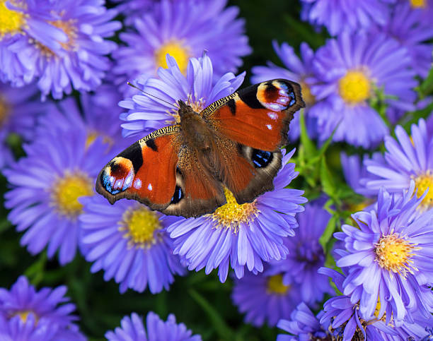 istock Peacock butterfly - Aglais io 517448207