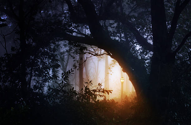istock Forest landscape with fog and lantern 517448677