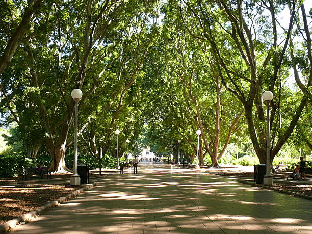 istock Park alleyway in Sydney during summer 517449081