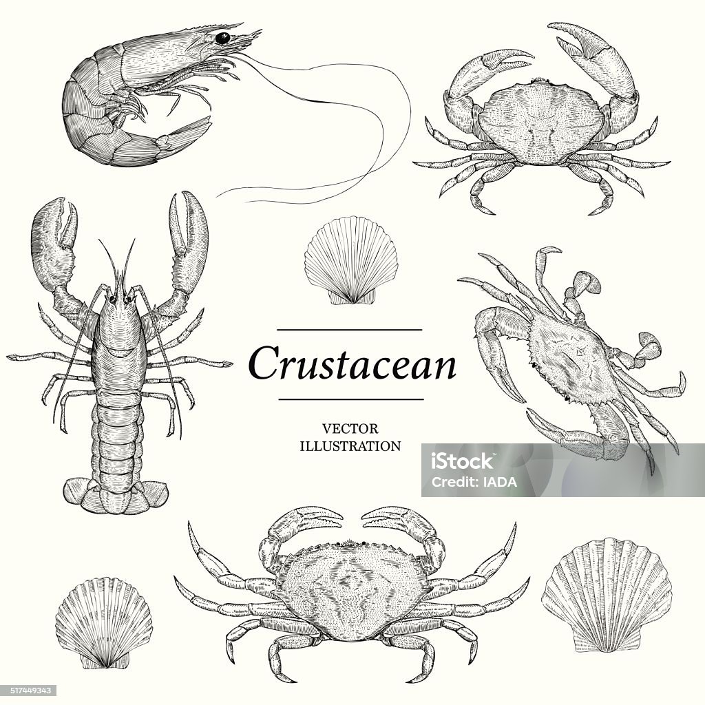 Crustacean Crustacean Vector illustrations Shrimp - Animal stock vector