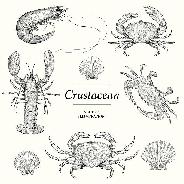 Crustacean Crustacean Vector illustrations scallop stock illustrations