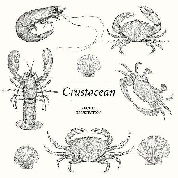Vector illustration of Crustacean