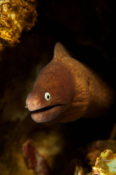 istock Murena looks out and corals reef 517449463