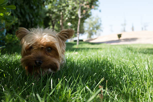 Yorkshire Terrier fixement - Photo