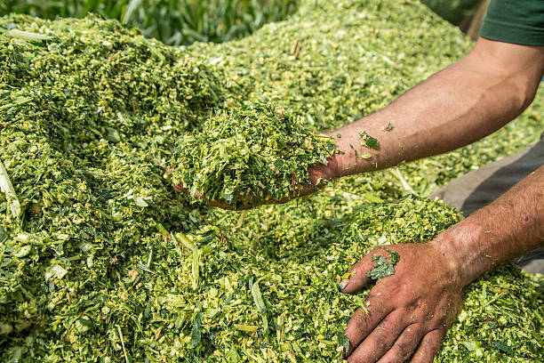 istock Farmer's hands holding freshly harvested silage corn maize 517458362