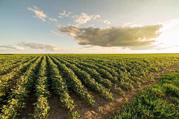 istock Green ripening soybean field, agricultural landscape 517458996