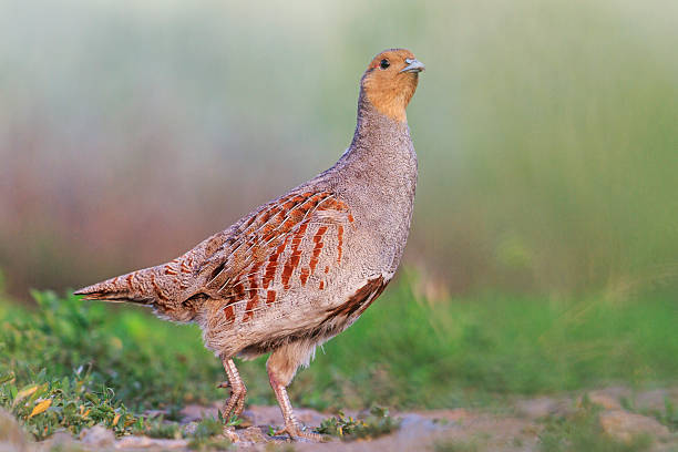 istock gray partridge best camouflage 517459550