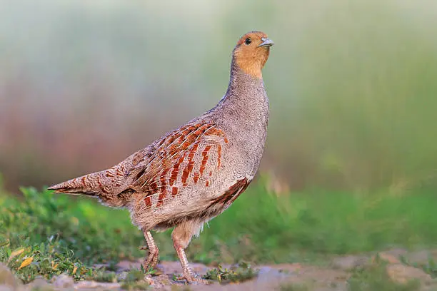 Photo of gray partridge best camouflage