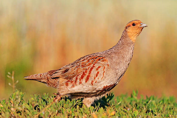istock gray partridge goes on green grass 517459770