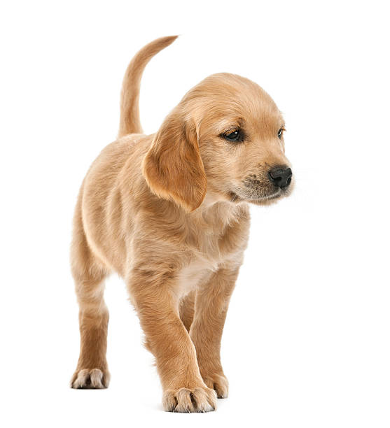 istock Golden retriever puppy, 7 weeks old, looking away 517460650