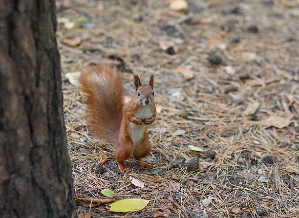 istock Red squirrel standing on the ground watching. Animals 517460714