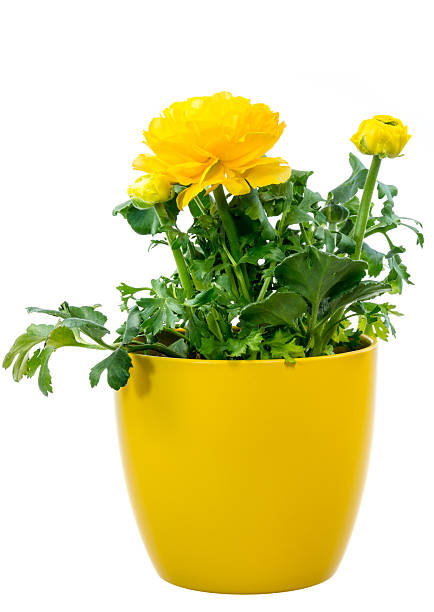 istock Isolated potted yellow Ranunculus flower 517461574