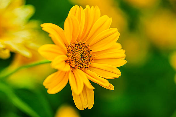 istock Large yellow flower on a green background 517461976