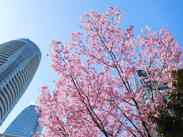 istock Cherry blossoms and office buildings 517462728