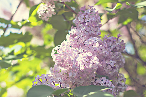 istock Green branch with spring lilac flowers 517462892