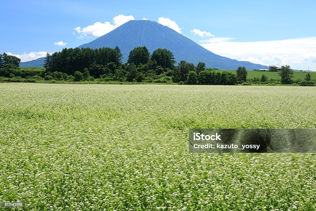 Buckwheat field and Mt.Yotei I saw buckwheat field and Mt.Yotei at Niseko in Japan. Niseko Stock Photo