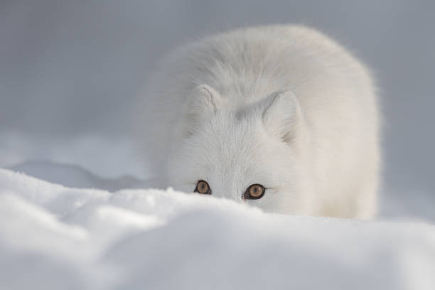 An Arctic Fox in Snow looking at the camera. An Arctic Fox peering over a snow drift and looking directly at the camera. white fox stock pictures, royalty-free photos & images