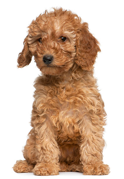 istock Poodle puppy, 2 months old, sitting 517464306