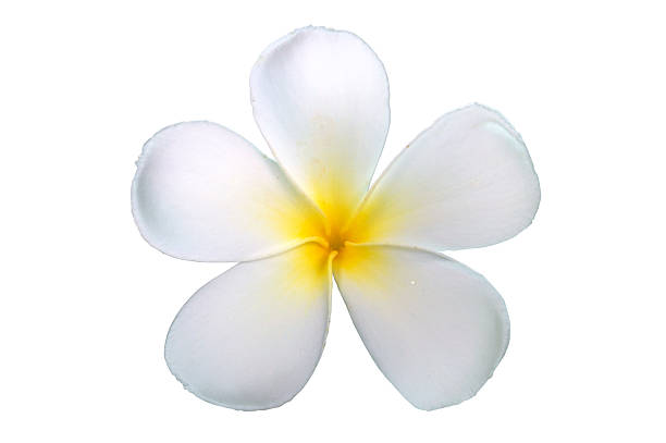istock White Frangipani AKA Pagoda flower isolated on white 517464655