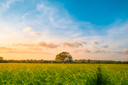 Green rice fild with evening sky