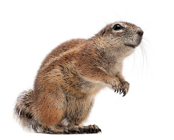 istock Cape Ground Squirrel, Xerus inauris, standing against white background 517464894