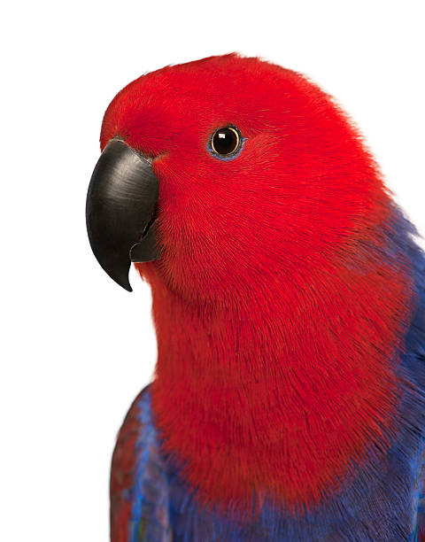istock Close up of Female Eclectus Parrot, Eclectus roratus, 517465014