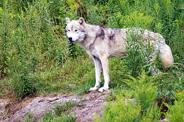 istock Wild wolf in the wood 517465033