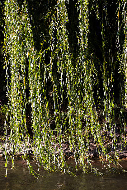 sauce llorón - willow tree weeping willow tree isolated fotografías e imágenes de stock