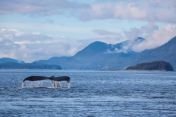 The tail of a Humpback Whale breaches the water's surface as the animal dives to find food near Juneau, Alaska.