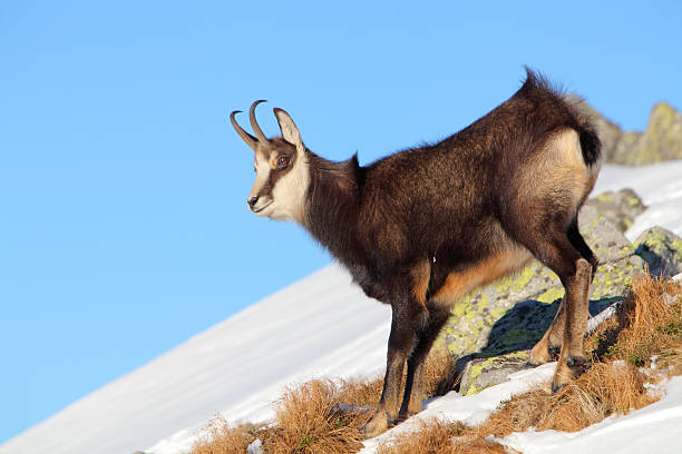 Chamois - rupicapra, Tatras Chamois at winter in Tatras - rupicapra rupicapra alpine chamois rupicapra rupicapra rupicapra stock pictures, royalty-free photos & images