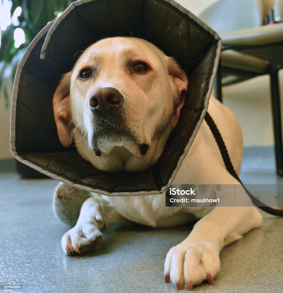 Sick Dog animal hospital Pet Collar Stock Photo