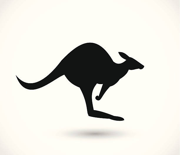Kangaroo icon vector Kangaroo icon vector ostrich silhouette stock illustrations