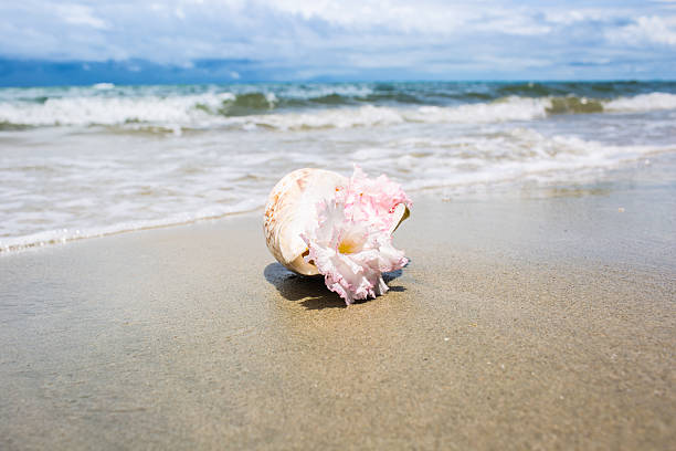 istock Flowers in seashell vase on the beach. 517466221