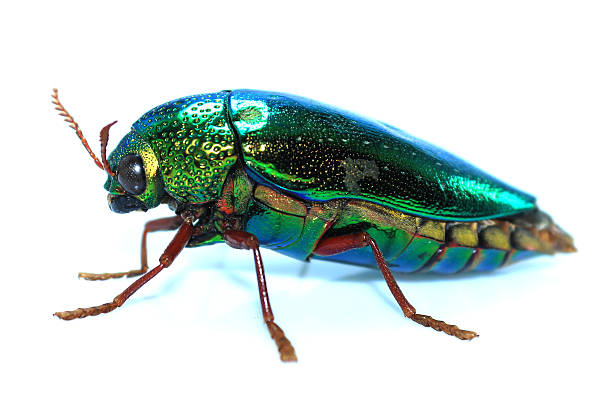 istock Jewel beetle color green thailand 517466237