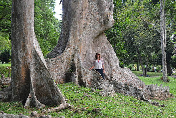 istock tourist near giant tropical tree 517466890