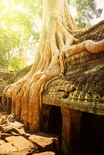 istock design element. abandoned temple photo, Angkor Wat, Cambodia 517466930