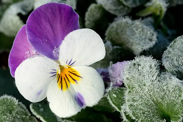 frozen pansy in  a winter ice setting
