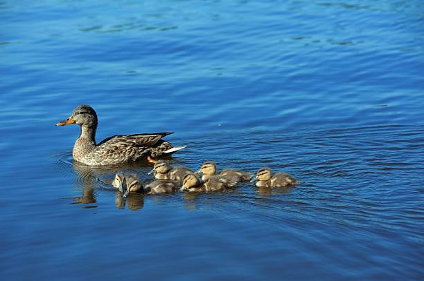istock Mother duck swimming with six ducklings 517469011