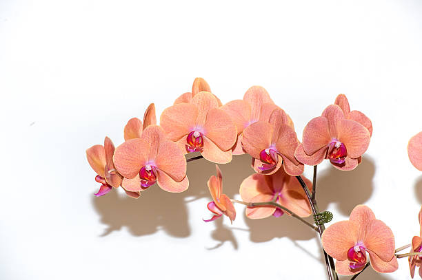 fangmei una orquídea caliente - japanese culture single flower flower east fotografías e imágenes de stock