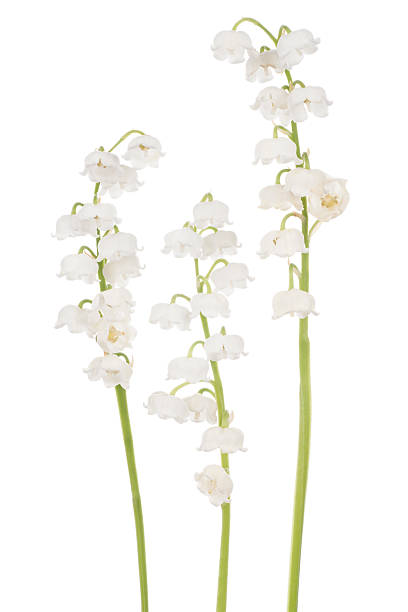 istock lily of the valley 517469525