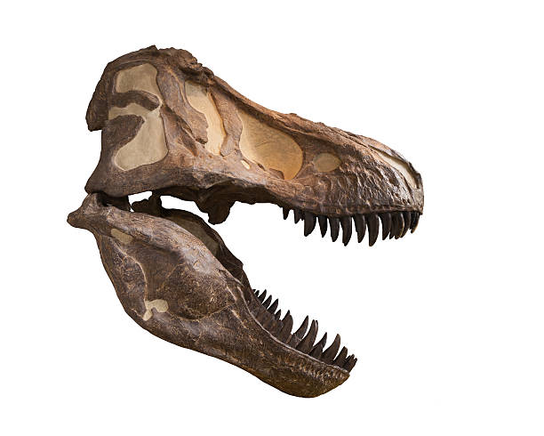 tyrannosaurus スカル白で分離 - animal teeth animal skull extinct animal bone ストックフォトと画像
