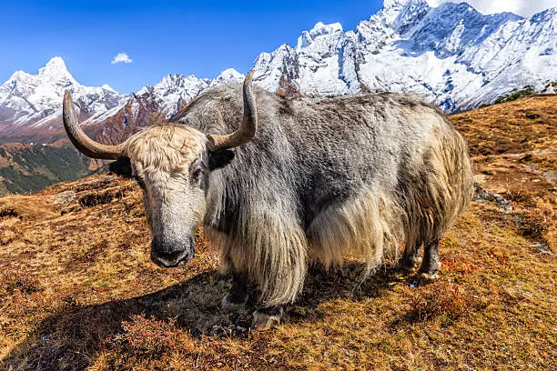 Photo of Yak on the trail, Mount Ama Dablam on background, Nepal