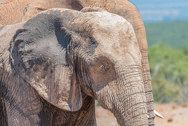 istock Mud-covered face of an African Elephant 517470074