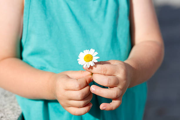 istock Small girl holds beautiful daisy in her hand 517470095