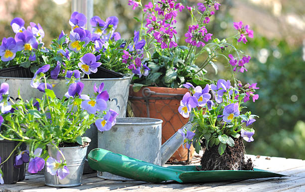 istock flower pots on a garden table 517470374