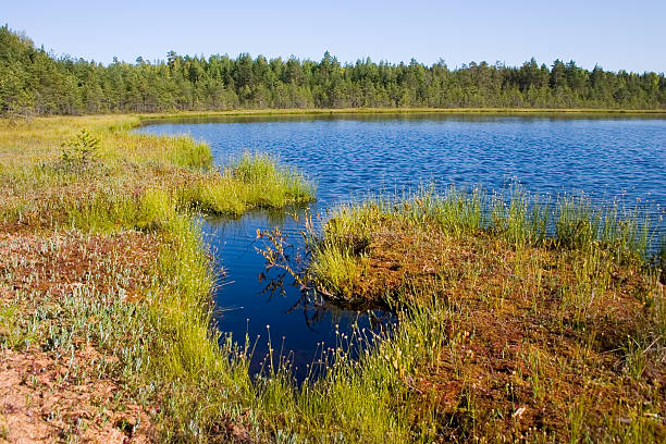 istock Coast of small lake 517470444