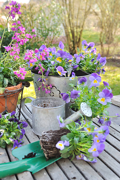 istock potting flowers in garden 517470562