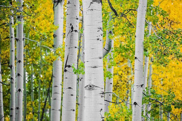 istock rocky mountain autumn landscape 517470611